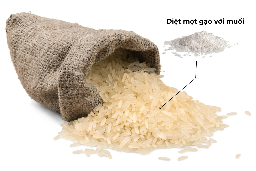 diệt mọt gạo với muối