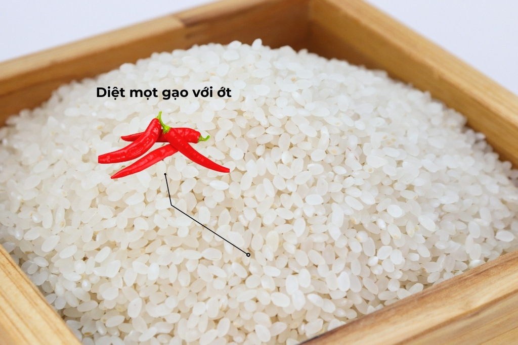 Diệt mọt gạo với ớt